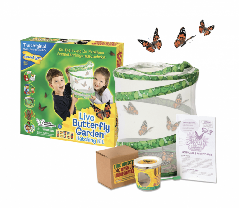 Live Butterfly Garden Hatching Kit by Insect Lore | Recognized as one